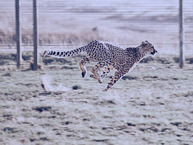 Cheetah running in the field